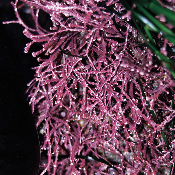 Pacific Essences - Pink Seaweed - corallina vancouveriensis - Sea Essence