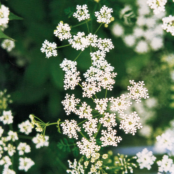 Pacific Essences - Poison Hemlock  - conium maculatum - Flower Essence