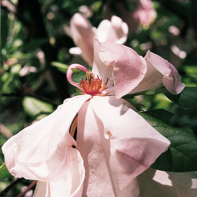 Purple Magnolia