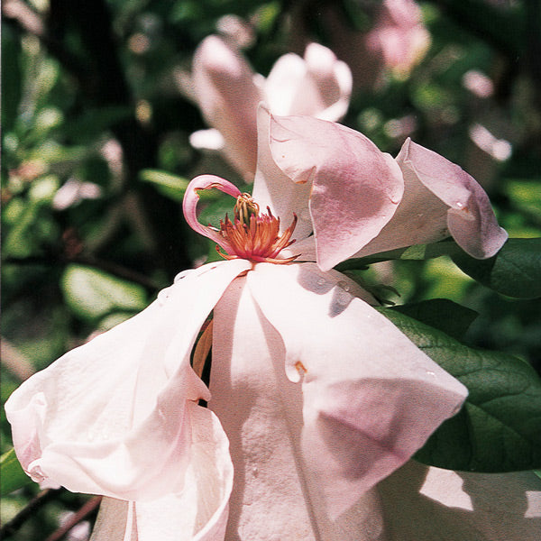 Pacific Essences - Purple Magnolia - magnolia soulangeana - Flower Essence