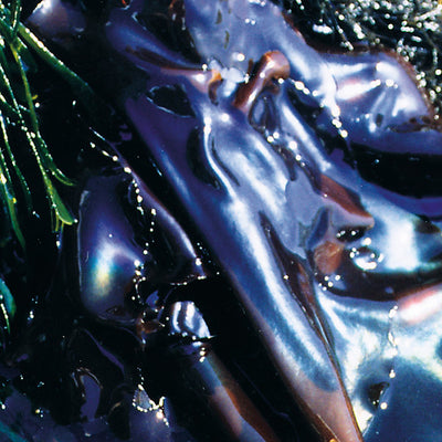 Rainbow Kelp