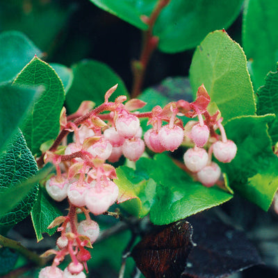 Salal