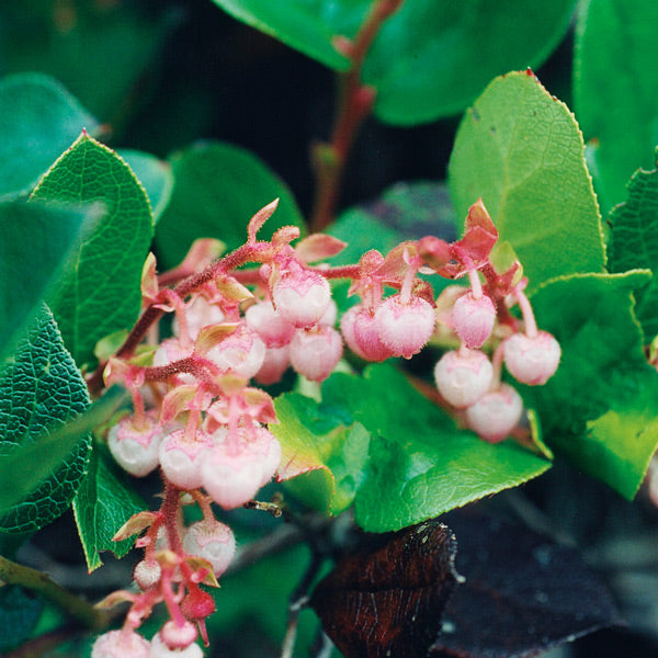 Pacific Essences - Salal - gaultheria shallon - Flower Essence