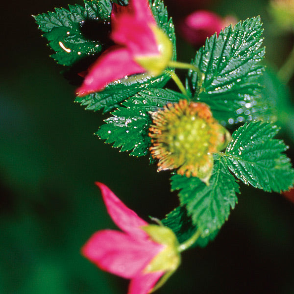 Pacific Essences - Salmonberry - rubus spectabilis - Flower Essence
