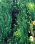 Sea Lettuce Sea Essence