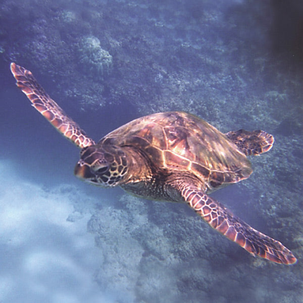Pacific Essences - Sea Turtle - chelonia mydas - Sea Essence
