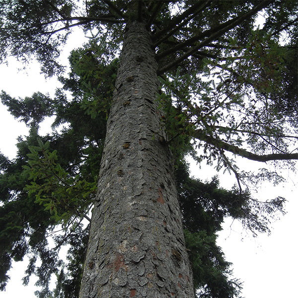Pacific Essences - Sitka Spruce - Picea sitchensis - Flower Essence