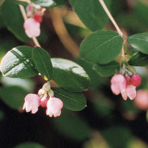 Pacific Essences - Snowberry - symphoricarpus albus - Flower Essence