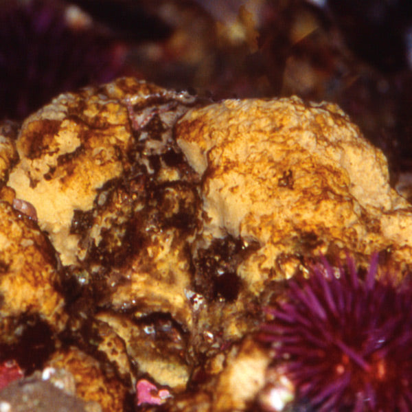 Pacific Essences - Sponge - myxilla incrustans - Sea Essence