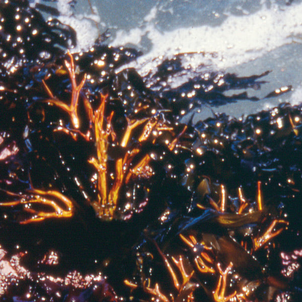 Pacific Essences - Staghorn Algae - lessoniopsis littoralis - Sea Essence