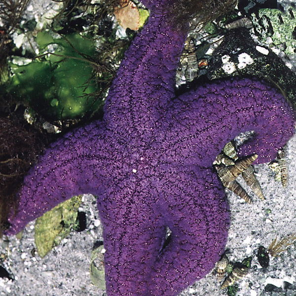 Pacific Essences - Starfish - pisaster ochraceus - Sea Essence