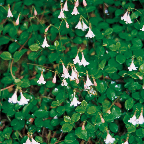 Pacific Essences - Twin FLower - linnaea borealis - Flower Essence