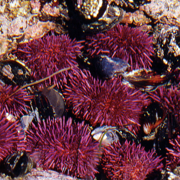 Pacific Essences - Urchin - strongylocentrotus purpuratus - Sea Essence