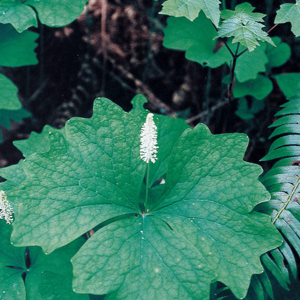 Pacific Essences - Vanilla Leaf - achlys triphylla - Flower Essence