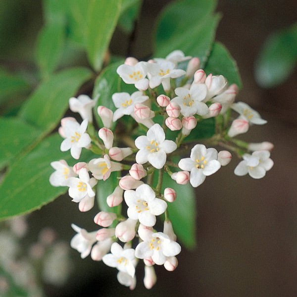 Pacific Essences - Viburnum - viburnum carlesii - Flower Essence