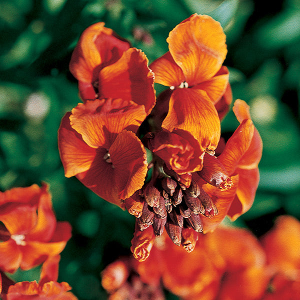 Pacific Essences - Wallflower - cheiranthus - Flower Essence