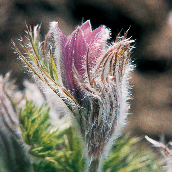 Pacific Essences - Windflower - anemone pulsatilla - Flower Essence