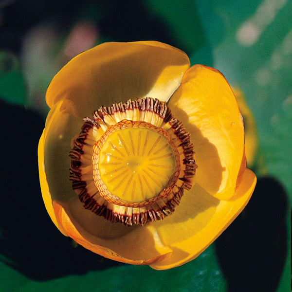 Pacific Essences - Yellow Pond Lily - nuphar polysepalum - Flower Essence